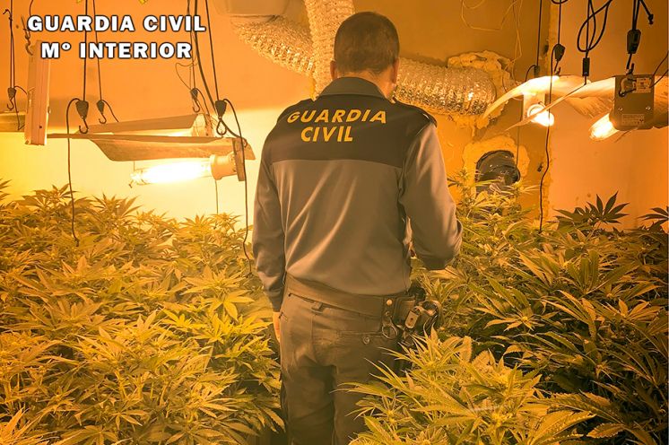La plantación contaba con unas 100 plantas.