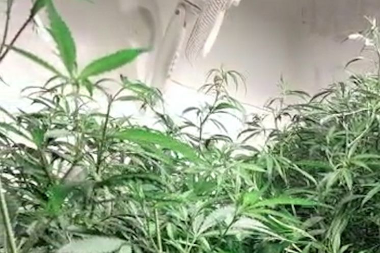 Plantación de marihuana.