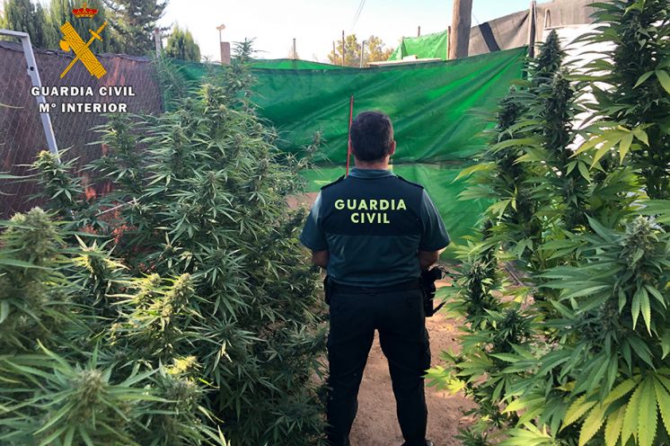 Plantación de Marihuana.