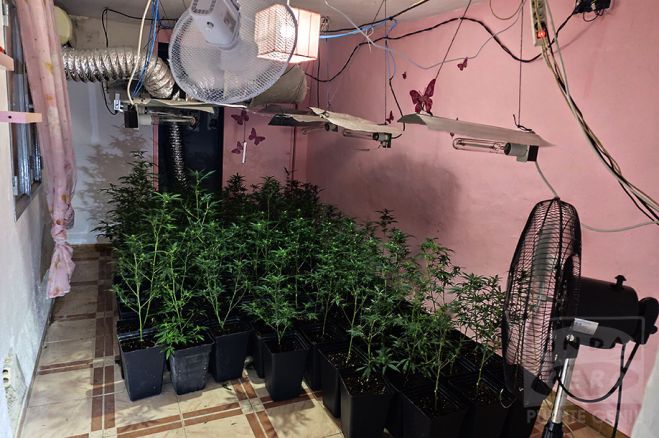 Plantación de marihuana.